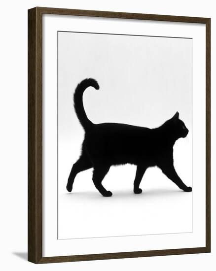 Domestic Cat, Black Short-Hair Male, Walking Profile-Jane Burton-Framed Photographic Print