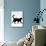 Domestic Cat, Black Short-Hair Male, Walking Profile-Jane Burton-Mounted Photographic Print displayed on a wall