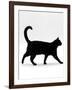 Domestic Cat, Black Short-Hair Male, Walking Profile-Jane Burton-Framed Photographic Print