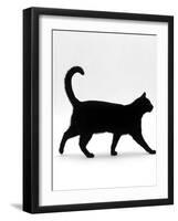 Domestic Cat, Black Short-Hair Male, Walking Profile-Jane Burton-Framed Photographic Print