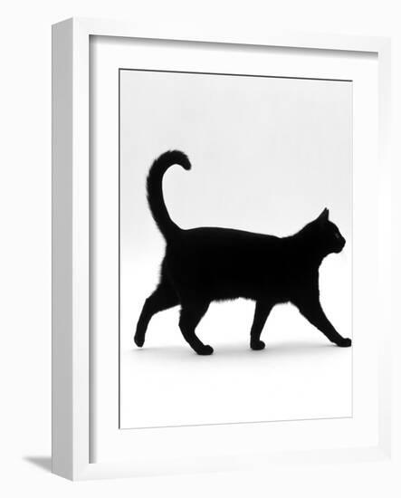 Domestic Cat, Black Short-Hair Male, Walking Profile-Jane Burton-Framed Photographic Print