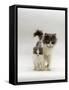 Domestic Cat, Blue Bicolour Persian-Cross Mother with Kitten-Jane Burton-Framed Stretched Canvas