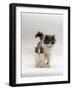 Domestic Cat, Blue Bicolour Persian-Cross Mother with Kitten-Jane Burton-Framed Photographic Print