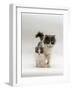 Domestic Cat, Blue Bicolour Persian-Cross Mother with Kitten-Jane Burton-Framed Photographic Print