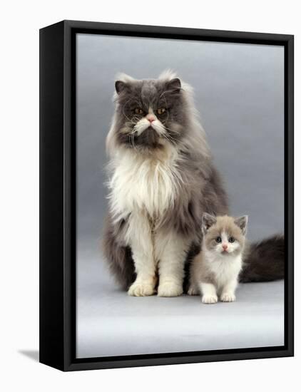 Domestic Cat, Blue Bicolour Persian Male with His 7-Week Lilac Bicolour Kitten-Jane Burton-Framed Stretched Canvas