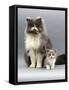 Domestic Cat, Blue Bicolour Persian Male with His 7-Week Lilac Bicolour Kitten-Jane Burton-Framed Stretched Canvas
