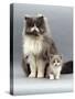 Domestic Cat, Blue Bicolour Persian Male with His 7-Week Lilac Bicolour Kitten-Jane Burton-Stretched Canvas