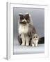 Domestic Cat, Blue Bicolour Persian Male with His 7-Week Lilac Bicolour Kitten-Jane Burton-Framed Photographic Print