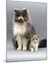 Domestic Cat, Blue Bicolour Persian Male with His 7-Week Lilac Bicolour Kitten-Jane Burton-Mounted Photographic Print