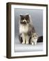 Domestic Cat, Blue Bicolour Persian Male with His 7-Week Lilac Bicolour Kitten-Jane Burton-Framed Photographic Print