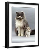 Domestic Cat, Blue Bicolour Persian Male with His 7-Week Lilac Bicolour Kitten-Jane Burton-Framed Photographic Print