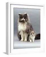 Domestic Cat, Blue Bicolour Persian Male with His 7-Week Lilac Bicolour Kitten-Jane Burton-Framed Photographic Print