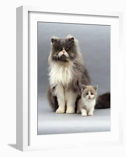 Domestic Cat, Blue Bicolour Persian Male with His 7-Week Lilac Bicolour Kitten-Jane Burton-Framed Photographic Print