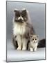 Domestic Cat, Blue Bicolour Persian Male with His 7-Week Lilac Bicolour Kitten-Jane Burton-Mounted Photographic Print