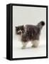 Domestic Cat, Blue Bicolour Persian Male-Jane Burton-Framed Stretched Canvas