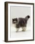 Domestic Cat, Blue Bicolour Persian Male-Jane Burton-Framed Photographic Print