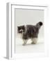 Domestic Cat, Blue Bicolour Persian Male-Jane Burton-Framed Photographic Print