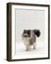 Domestic Cat, Blue Bicolour Persian Male-Jane Burton-Framed Photographic Print