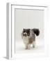 Domestic Cat, Blue Bicolour Persian Male-Jane Burton-Framed Photographic Print