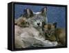 Domestic Cat, Blue Burmese with 4-Week Brown Burmese Kittens-Jane Burton-Framed Stretched Canvas