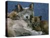 Domestic Cat, Blue Burmese with 4-Week Brown Burmese Kittens-Jane Burton-Stretched Canvas