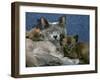 Domestic Cat, Blue Burmese with 4-Week Brown Burmese Kittens-Jane Burton-Framed Photographic Print