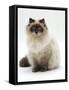 Domestic Cat, Blue Colour-Point Birman-Cross-Jane Burton-Framed Stretched Canvas