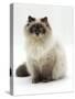 Domestic Cat, Blue Colour-Point Birman-Cross-Jane Burton-Stretched Canvas