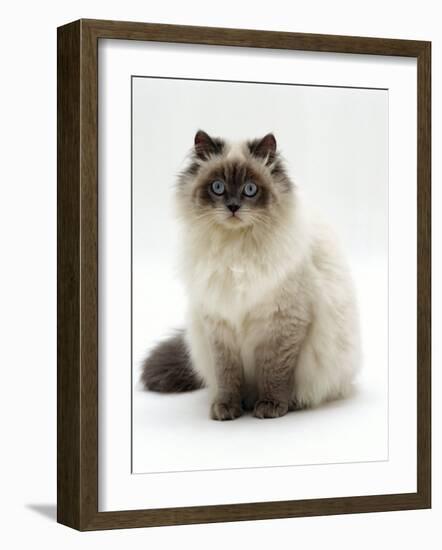 Domestic Cat, Blue Colour-Point Birman-Cross-Jane Burton-Framed Photographic Print