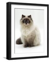 Domestic Cat, Blue Colour-Point Birman-Cross-Jane Burton-Framed Photographic Print