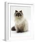 Domestic Cat, Blue Colour-Point Birman-Cross-Jane Burton-Framed Photographic Print