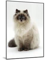 Domestic Cat, Blue Colour-Point Birman-Cross-Jane Burton-Mounted Photographic Print