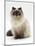 Domestic Cat, Blue Colour-Point Birman-Cross-Jane Burton-Mounted Photographic Print