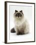 Domestic Cat, Blue Colour-Point Birman-Cross-Jane Burton-Framed Photographic Print