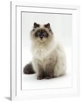 Domestic Cat, Blue Colour-Point Birman-Cross-Jane Burton-Framed Photographic Print