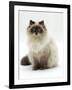 Domestic Cat, Blue Colour-Point Birman-Cross-Jane Burton-Framed Photographic Print