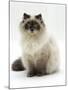 Domestic Cat, Blue Colour-Point Birman-Cross-Jane Burton-Mounted Photographic Print