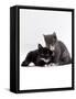 Domestic Cat, Blue Cream Kitten Washing Her Brother's Ear-Jane Burton-Framed Stretched Canvas