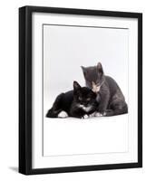 Domestic Cat, Blue Cream Kitten Washing Her Brother's Ear-Jane Burton-Framed Photographic Print