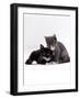 Domestic Cat, Blue Cream Kitten Washing Her Brother's Ear-Jane Burton-Framed Photographic Print