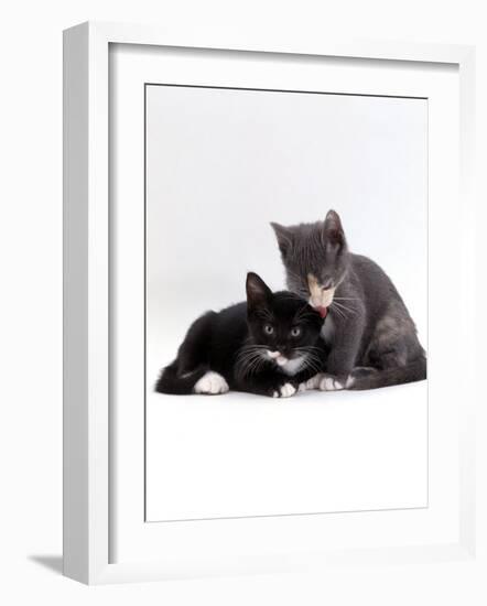 Domestic Cat, Blue Cream Kitten Washing Her Brother's Ear-Jane Burton-Framed Photographic Print