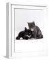 Domestic Cat, Blue Cream Kitten Washing Her Brother's Ear-Jane Burton-Framed Photographic Print