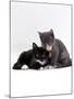 Domestic Cat, Blue Cream Kitten Washing Her Brother's Ear-Jane Burton-Mounted Photographic Print