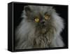 Domestic Cat, Blue Persian Longhair-Jane Burton-Framed Stretched Canvas