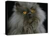 Domestic Cat, Blue Persian Longhair-Jane Burton-Stretched Canvas