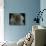 Domestic Cat, Blue Persian Longhair-Jane Burton-Photographic Print displayed on a wall