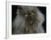 Domestic Cat, Blue Persian Longhair-Jane Burton-Framed Photographic Print