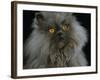 Domestic Cat, Blue Persian Longhair-Jane Burton-Framed Photographic Print