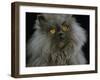 Domestic Cat, Blue Persian Longhair-Jane Burton-Framed Photographic Print