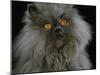 Domestic Cat, Blue Persian Longhair-Jane Burton-Mounted Photographic Print